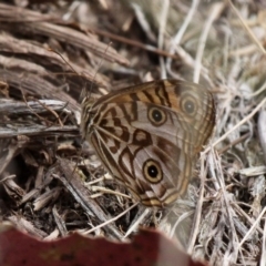 Geitoneura acantha (Ringed Xenica) at Booth, ACT - 12 Mar 2017 by HarveyPerkins