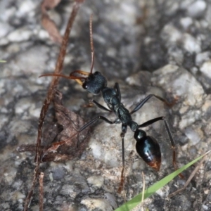 Myrmecia tarsata at Booth, ACT - 12 Mar 2017 09:35 AM