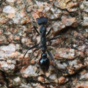 Myrmecia tarsata at Booth, ACT - 12 Mar 2017 09:35 AM