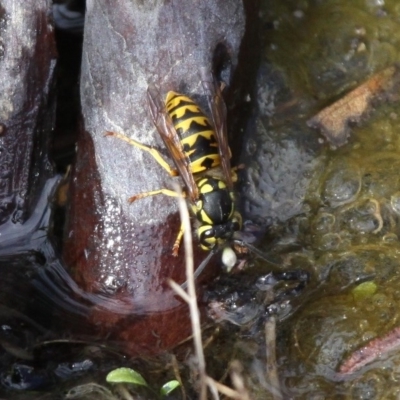 Vespula germanica (European wasp) at Namadgi National Park - 11 Mar 2017 by HarveyPerkins