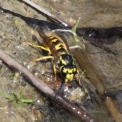 Vespula germanica (European wasp) at Namadgi National Park - 12 Mar 2017 by HarveyPerkins