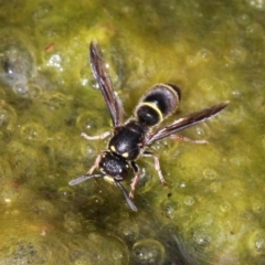 Eumeninae (subfamily) (Unidentified Potter wasp) at Booth, ACT - 12 Mar 2017 by HarveyPerkins