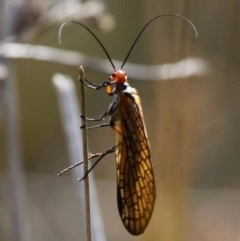 Chorista australis (Autumn scorpion fly) at Namadgi National Park - 12 Mar 2017 by HarveyPerkins