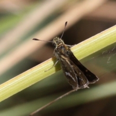 Taractrocera papyria (White-banded Grass-dart) at Booth, ACT - 12 Mar 2017 by HarveyPerkins