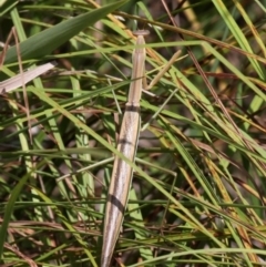 Tenodera australasiae (Purple-winged mantid) at Booth, ACT - 12 Mar 2017 by HarveyPerkins