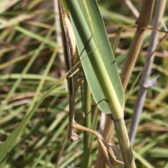 Tenodera australasiae at Booth, ACT - 12 Mar 2017