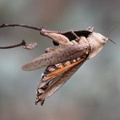 Goniaea australasiae (Gumleaf grasshopper) at Namadgi National Park - 12 Mar 2017 by HarveyPerkins