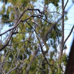 Myiagra rubecula (Leaden Flycatcher) at Canberra Central, ACT - 11 Mar 2017 by petersan