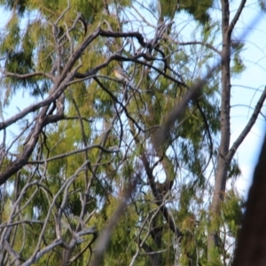 Myiagra rubecula at Canberra Central, ACT - 12 Mar 2017