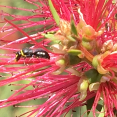 Hylaeus (Gnathoprosopis) amiculinus (Hylaeine colletid bee) at Acton, ACT - 12 Mar 2017 by PeterA