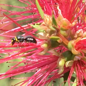 Hylaeus (Gnathoprosopis) amiculinus at Acton, ACT - 12 Mar 2017