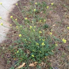 Sisymbrium officinale (Common Hedge Mustard) at Red Hill to Yarralumla Creek - 12 Mar 2017 by ruthkerruish