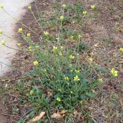 Sisymbrium officinale (Common Hedge Mustard) at Red Hill to Yarralumla Creek - 12 Mar 2017 by ruthkerruish