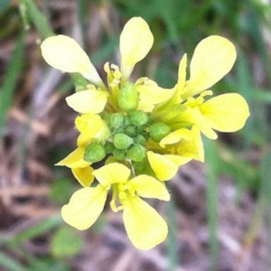 Sisymbrium officinale at Hughes, ACT - 13 Mar 2017