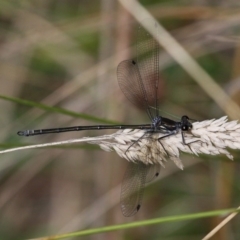 Austroargiolestes icteromelas (Common Flatwing) at Booth, ACT - 11 Mar 2017 by HarveyPerkins