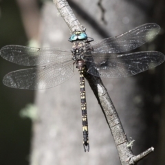 Austroaeschna multipunctata (Multi-spotted Darner) at Booth, ACT - 11 Mar 2017 by HarveyPerkins