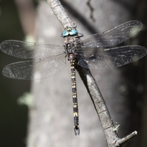 Austroaeschna multipunctata at Booth, ACT - 12 Mar 2017 10:34 AM