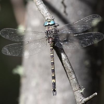 Austroaeschna multipunctata (Multi-spotted Darner) at Booth, ACT - 12 Mar 2017 by HarveyPerkins