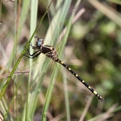 Synthemis eustalacta (Swamp Tigertail) at Namadgi National Park - 12 Mar 2017 by HarveyPerkins