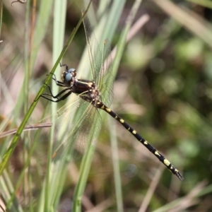 Synthemis eustalacta at Booth, ACT - 12 Mar 2017 11:22 AM