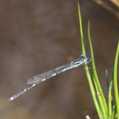 Austrolestes leda (Wandering Ringtail) at Booth, ACT - 12 Mar 2017 by HarveyPerkins