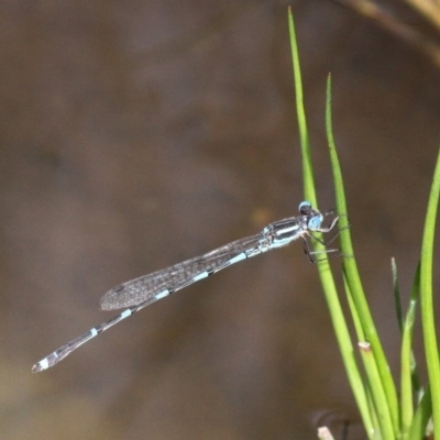 Austrolestes leda (Wandering Ringtail) at Booth, ACT - 12 Mar 2017 by HarveyPerkins