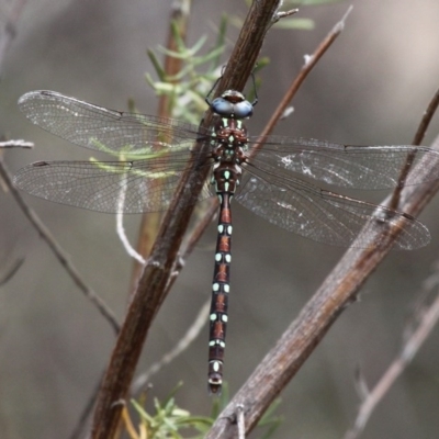 Austroaeschna pulchra (Forest Darner) at Namadgi National Park - 12 Mar 2017 by HarveyPerkins