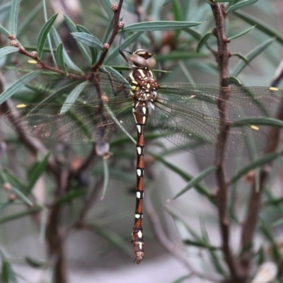 Austroaeschna pulchra (Forest Darner) at Booth, ACT - 12 Mar 2017 by HarveyPerkins