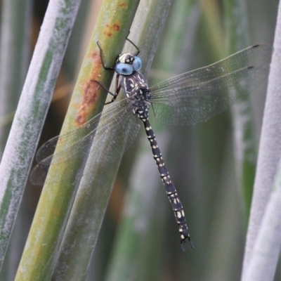 Austroaeschna parvistigma (Swamp Darner) at Rendezvous Creek, ACT - 12 Mar 2017 by HarveyPerkins