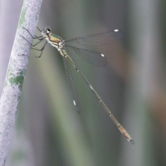 Synlestes weyersii (Bronze Needle) at Rendezvous Creek, ACT - 12 Mar 2017 by HarveyPerkins