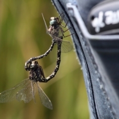 Austroaeschna parvistigma (Swamp Darner) at Namadgi National Park - 12 Mar 2017 by HarveyPerkins