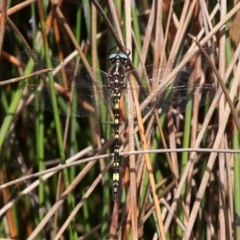 Synthemis eustalacta (Swamp Tigertail) at Rendezvous Creek, ACT - 12 Mar 2017 by HarveyPerkins