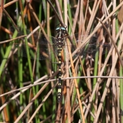 Synthemis eustalacta (Swamp Tigertail) at Namadgi National Park - 12 Mar 2017 by HarveyPerkins