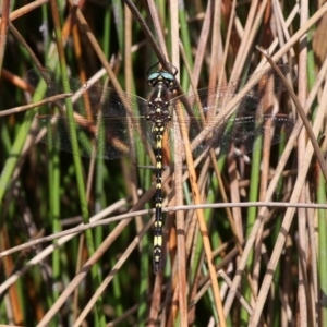 Synthemis eustalacta at Rendezvous Creek, ACT - 12 Mar 2017 01:31 PM