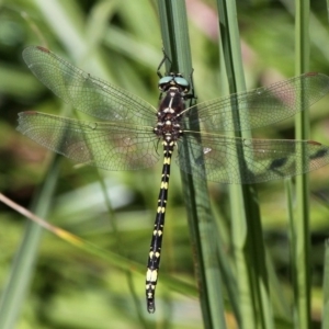 Synthemis eustalacta at Rendezvous Creek, ACT - 12 Mar 2017 02:23 PM