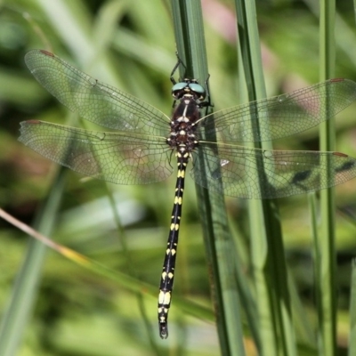 Synthemis eustalacta (Swamp Tigertail) at Namadgi National Park - 12 Mar 2017 by HarveyPerkins