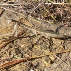 Tenodera australasiae (Purple-winged mantid) at Jerrabomberra, NSW - 4 Apr 2009 by HarveyPerkins