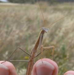 Tenodera australasiae (Purple-winged mantid) at Canberra Central, ACT - 26 Jan 2009 by HarveyPerkins