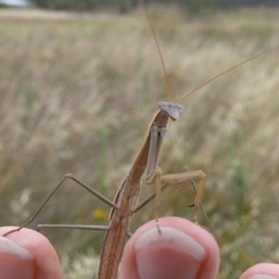 Tenodera australasiae (Purple-winged mantid) at Canberra Central, ACT - 27 Jan 2009 by HarveyPerkins