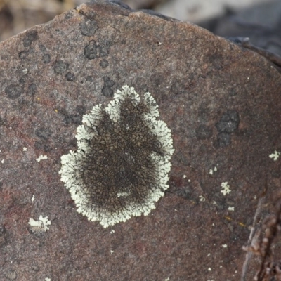 Parmeliaceae (family) (A lichen family) at Namadgi National Park - 30 Dec 2015 by HarveyPerkins