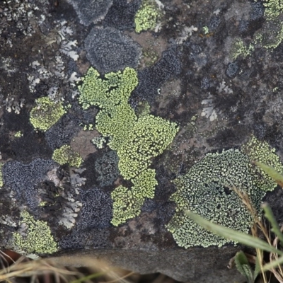 Rhizocarpon geographicum (Yellow Map Lichen) at Mount Clear, ACT - 30 Dec 2015 by HarveyPerkins