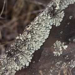 Parmeliaceae sp. (family) (A lichen family) at Namadgi National Park - 30 Dec 2015 by HarveyPerkins