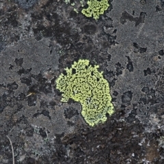 Rhizocarpon geographicum (Yellow Map Lichen) at Namadgi National Park - 30 Dec 2015 by HarveyPerkins