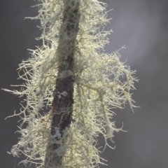 Usnea sp. (Bearded lichen) at Namadgi National Park - 30 Dec 2015 by HarveyPerkins