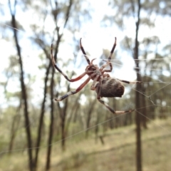 Hortophora sp. (genus) (Garden orb weaver) at Canberra Central, ACT - 6 Mar 2017 by Qwerty