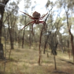 Hortophora sp. (genus) at Canberra Central, ACT - 7 Mar 2017