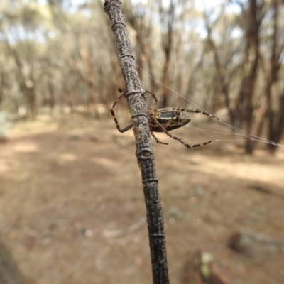 Plebs bradleyi (Enamelled spider) at Mount Majura - 11 Mar 2017 by Qwerty