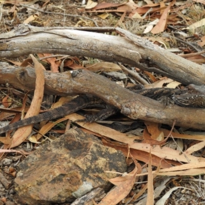 Pogona barbata (Eastern Bearded Dragon) at Canberra Central, ACT - 11 Mar 2017 by Qwerty