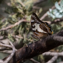 Charaxes sempronius (Tailed Emperor) at Murrumbateman, NSW - 13 Mar 2017 by SallyandPeter