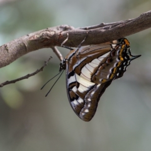 Charaxes sempronius at Murrumbateman, NSW - 13 Mar 2017